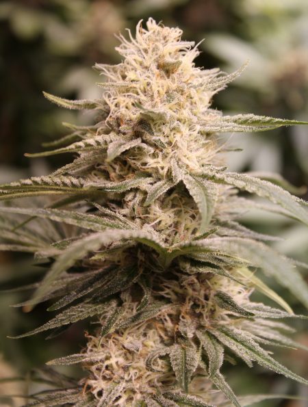 Cream Soda Indica Hybrid Cannabis Flower