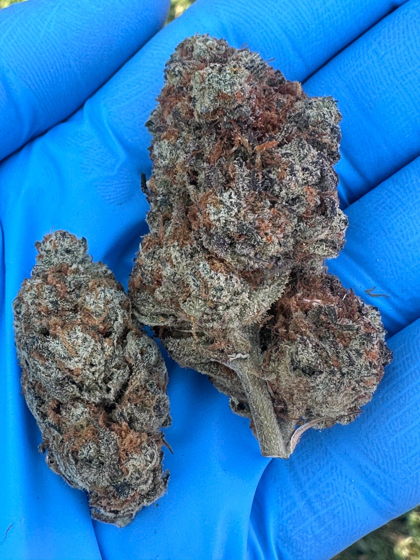 Cream Soda Indica Hybrid Cannabis Flower